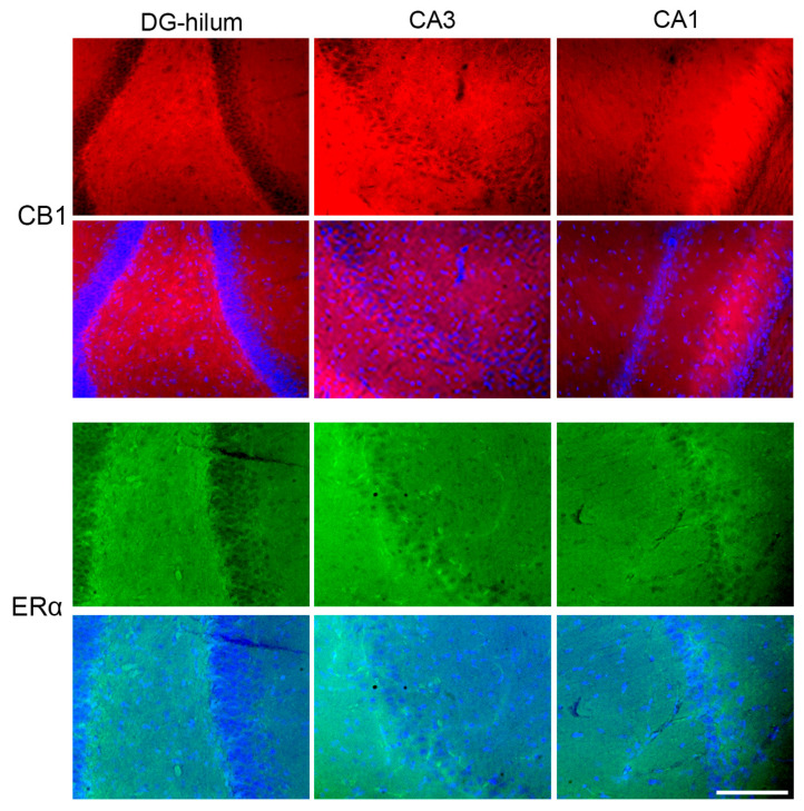 Representative photomicrographs of immunohistochemical staining of CB1 and ERα in all three areas analyzed: DG-hilum, CA3, and CA1. Every upper line shows an image stained for the specific antibody, and the lower line shows a merge with the DAPI image in order to better identify the areas. Bar = 200 μm.