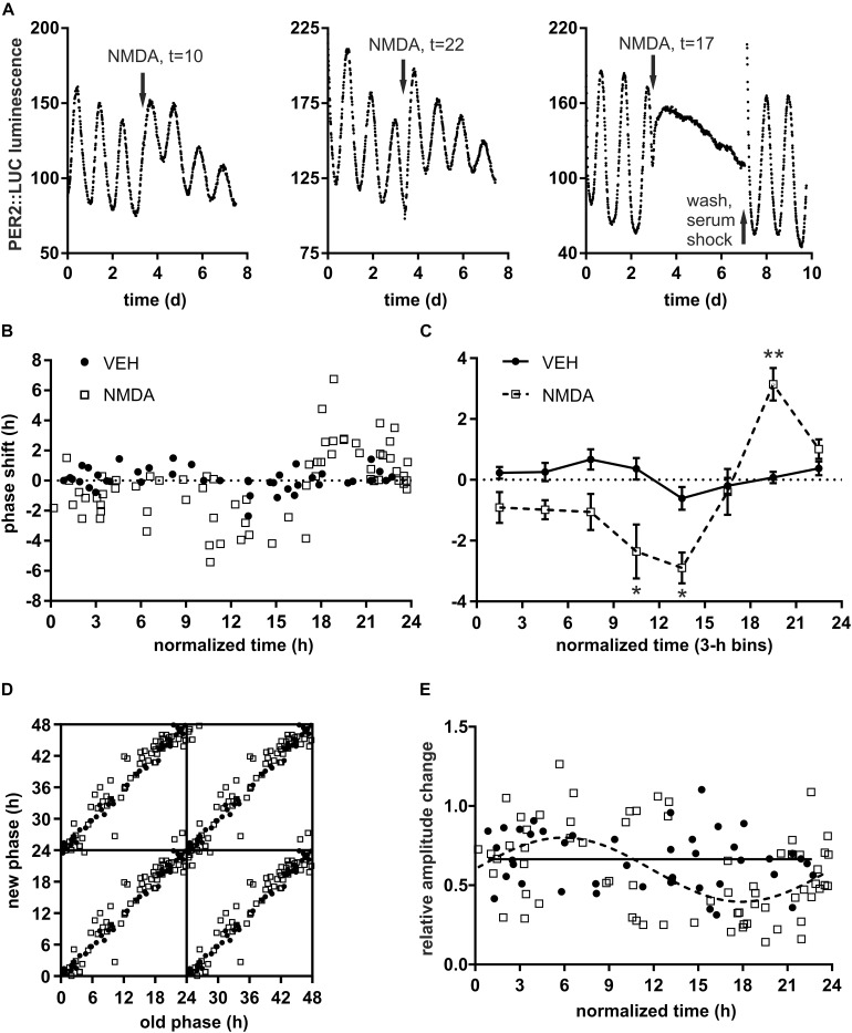 Quantitative analysis SCN phase response to NMDA (N-methyl D-aspartate) receptor activation. (A) Representative PER2 luminescence traces after treatment of SCN explants by 30 μM NMDA at different normalized time points (arrow). Normalized time of the treatment (t) is defined relative to previous trough of PER2 luminescence (i.e., t = 0 h at minimum and t = 12 h at peak of PER2 levels, 1 h = period of the explant before the treatment/24). Approximately 10% (n = 2 out of 19) explants treated between t = 16–20 h (i.e., around the inflection point between max and min of luminescence) lost detectable overt rhythms; NMDA wash out and 50% serum shock rescued the rhythmic coherence; these were not included in the phase shift quantification. (B) Phase response to NMDA (empty squares, n = 68) or VEH (full circles, n = 43). X-axis – normalized time of the treatment, Y-axis – relative phase shift (1 h is defined as the period of the explant after the treatment/24; positive values = advance, negative values = delay) of the PER2 luminescence. (C) Phase response curve (PRC) constructed from data in B by binning across 3 h intervals. Asterisks show results of Šidák’s multiple comparisons test between phase shifts in response to NMDA vs. VEH at corresponding time points. ∗P < 0.05, ∗∗P < 0.005; nVEH = 3–8, nNMDA = 6–17/time point. (D) Phase transition curve (PTC) of PER2 luminescence after NMDA or VEH treatment. Data expressed as “new phase” (measured during the first full cycle after the treatment) vs. “old phase” (i.e., extrapolated corresponding phase before the treatment) and tetraplotted for clarity. (E) Relative amplitude change (amplitude after/before the treatment with NMDA or VEH). Cosinor analysis (full line = VEH, dashed line = NMDA) showed significant (P = 0.0005) variation in amplitude after NMDA treatment at different time points.