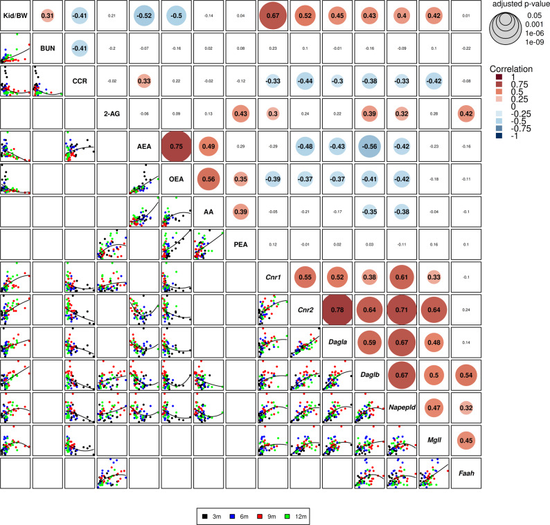 Endocannabinoid system dysregulation correlates kidney function decline. Correlation matrix (Spearman rank) between kidney function parameters (kidney-to-body weight ratio [KW/BW], blood urea nitrogen [BUN], creatinine clearance [CCr]), endocannabinoid ligands (2-arachidonoylglycerol [2-AG], anandamide [AEA], N-oleoylethanolamine [OEA], arachidonic acid [AA], N-palmitoylethanolamine [PEA]), and ECS receptor and enzyme transcriptional levels (Cnr1, Cnr2, Dagla, Daglb, Napepld, Mgll, Faah) across all disease stages (3, 6, 9, and 12 months (n = 7) per time point per sex) in mice only. Heatmap color intensity indicates correlation strength: red indicates positive correlation, blue indicates negative correlation. Circle sizes denote statistical significance when applicable: p < 0.05, p < 0.01, with Benjamini–Hochberg false discovery rate correction. Notable associations include a strong negative correlation between kidney AEA and KW/BW ratio, strong positive correlations between Cnr1 expression and kidney enlargement/functional decline, and inverse associations between CCr and ECS gene expression, indicating coordinated dysregulation of ligands, receptors, and enzymes with disease severity, whereas 2-AG shows minimal correlation with these functional measures, consistent with its relatively stable levels over time
