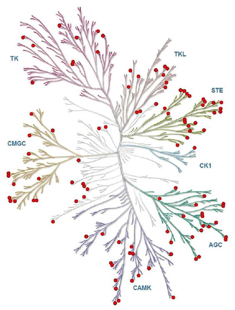The predicted kinases of phosphoproteome in CLA-supplemented OM and SC AT were represented in kinome tree using the kinmap server. The identified kinases of phosphoproteome of SC and OM AT of dairy cows represents AGC: PKA/PKG/PKC-family kinases; CAMK: calcium/calmodulin-dependent kinases; CK1: casein kinases; CMGC: CDK/MAPK/GSK3/CLK-family kinases; STE: sterile homologue kinases; TK: tyrosine kinases; TKL: tyrosine kinase-like kinases. Phosphorylation sites of kinases are in Red circles. The kinases are separated as branches in the tree based on the category. Kinome tree Illustration reproduced courtesy of Cell Signaling Technology, Inc. (www.cellsignal.com, accessed on 12 December 2020).