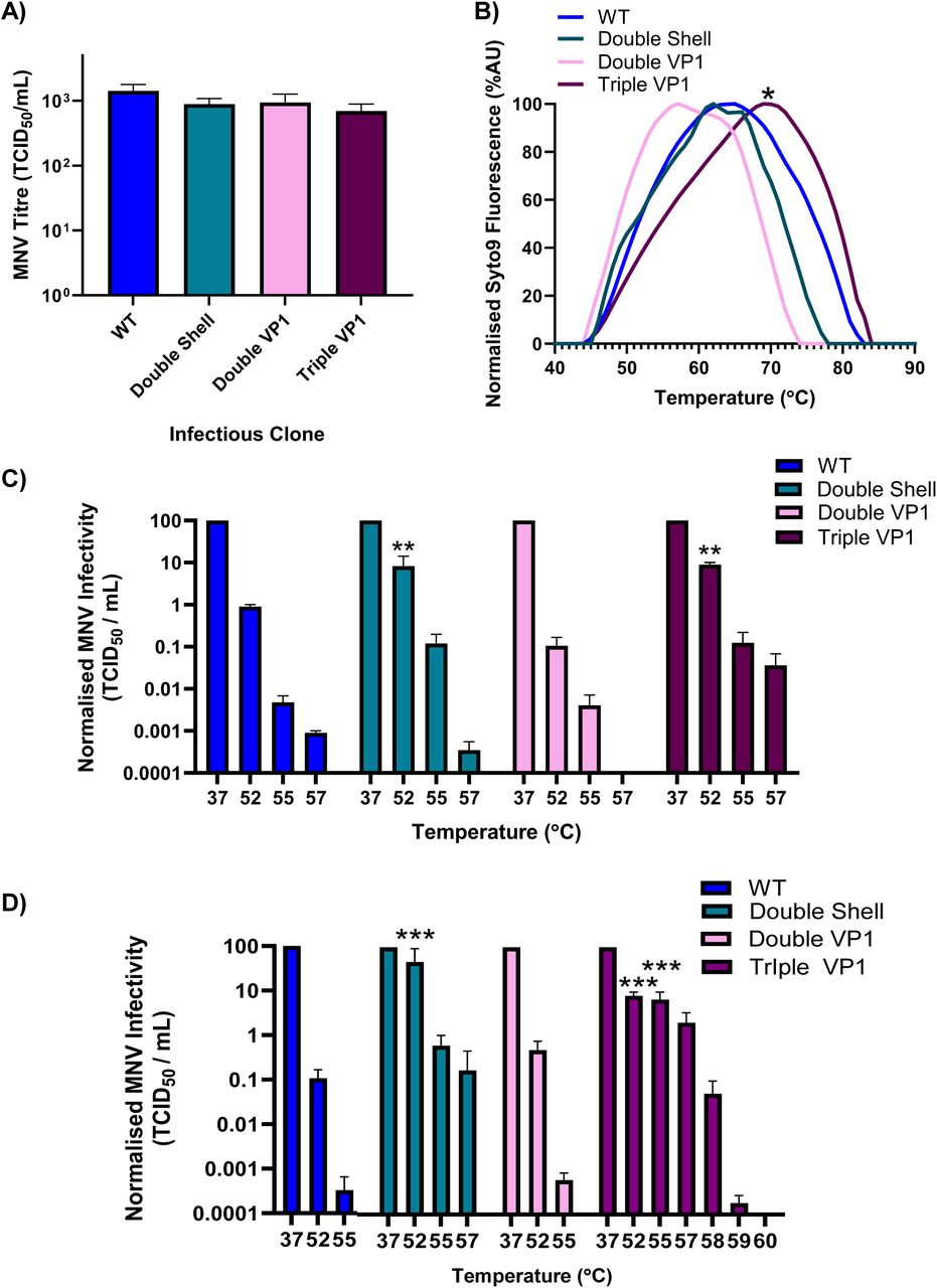 Specific combinations of VP-1 amino acid substitutions work co-operatively to improve particle thermal stability.RNAs transcribed from WT MNV-1.CW1 or MNV-1.CW1 infectious clones with combinatorial substitutions were transfected into BHK-21 cells and viruses harvested after 48 hours. (A) Virus titres were determined by assays on RAW 264.7 cells. (B) The viruses isolated from passage 3 were used for particle terminal stability assays in the presence of SYTO9 nucleic acid-binding dye. Normalised fluorescence was plotted for each infectious clone. The viruses isolated from passage 3 were also heated to the indicated temperatures for 30 minutes and titrated on (C) RAW 264.7 cells or (D) BV-2 cells at 37⁰C with titres normalised as fold change infectivity compared to WT. In D, only temperatures that displayed any infectivity were plotted. Data show normalised mean TCID50/mL (n = 3 ± SEM), as calculated by two way-ANOVA with Dunnett’s multiple comparison test. Statistical tests were performed on raw values.