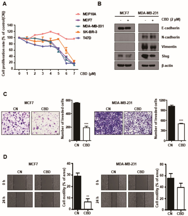 Cannabidiol (CBD) reduces migration and invasion in breast cancer cell lines. (A) Breast cancer cell lines and normal cell lines were treated with different doses of CBD for 24 h and assessed using the WST assay. (B) Expression of EMT-related proteins was evaluated using Western blotting. β-actin was used as a loading control. (C) Cell invasiveness was measured using a Transwell assay with Matrigel. The invaded cells were stained and visualized using microscopy. *** p < 0.001 (D) Cell migration ability was measured by a wound-healing assay. Cells were scratched with pipette tips and then incubated with 0.5% FBS in conditioned media with or without CBD (2 μM). The percentage of recovered area was quantified using ImageJ. **, p < 0.01 CBD; cannabidiol, CN; control.
