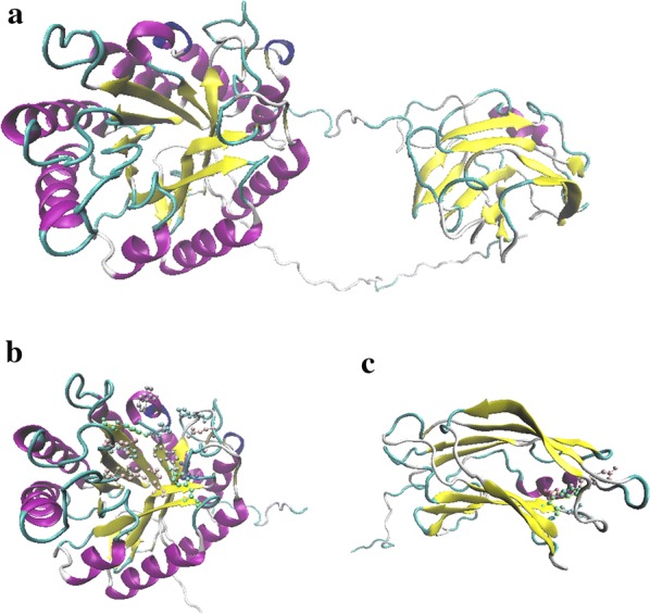 Homology modeling using the RaptorX online server for Cel-5A. a 3D structure of Cel-5A. b Active sites of the catalytic domain forming a pocket. c Active sites of the CBM domain