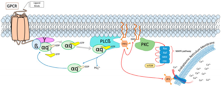The canonical Gαq pathway is dysregulated by the R183Q somatic mutation that likely causes capillary malformations in the brain, skin, and eye and dysregulation of cellular mechanisms, thereby resulting in symptoms of SWS. Red arrows indicate an upregulated path in the R183Q GNAQ mutation; blue arrows indicate a blocked or downregulated path in the mutation. Since the αq remains in the active form, PLCβ excessively cleaves PIP2 and recursively activates downstream targets. Unidentified are the compensatory changes that happen naturally that mitigate this process, given that SWS is not cancerous. Abbreviations: GPCR (G-protein coupled receptor); GDP (Guanosine diphosphate); GTP (Guanosine triphosphate); PLCß (Phospholipase C beta); PIP2 (Phosphatidylinositol 4,5-bisphosphate); DAG (Diacylglycerol); PKC (Protein kinase C); MEK (Mitogen-activated protein kinase kinase); ERK (Extracellular signal-regulated kinase); MAPK (Mitogen-activated protein kinase); mTOR (mammalian target of rapamycin); IP3 (Inositol trisphosphate).