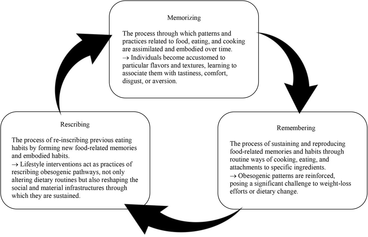 The three-phase cycle of obesogenic memory (schema created by the authors). The memorizing phase describes the initial acquisition and engraving of obesogenic influences. The remembering phase captures the habituation of these influences, contributing to obesity maintenance. The rescribing phase represents the processes through which obesogenic influences may be attenuated or reversed, creating conditions for sustainable health behavior change.