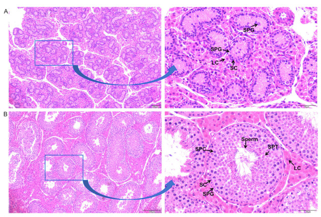 Histological observation of Meihua pig testicular tissue sections. (A) 1 week old. (B) 6 months old. SPG: spermatogonia; SPC: spermatocyte; SPT: spermatid; SC: Sertoli cell; LC: Leydig cell. Left bar = 200 µm; right bar = 50 µm.