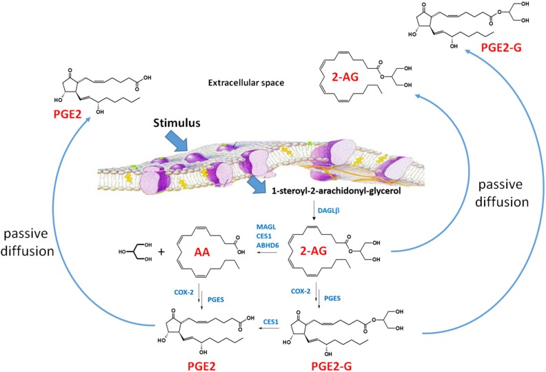 2-Arachidonylglycerol biosynthesis and degradation in macrophages [69]. Following a stimulus, phospholipids are metabolized into 1-steroyl-2-arachidonoyl-glycerol (sn-1,2-DAG) by phospholipase C-beta (PLC-β). The lipophilic sn-1,2-DAG is localized within the lipid membrane and is subsequently metabolized into 2-AG by the enzyme DAGLβ. 2-AG can be degraded by either hydrolytic enzymes (e.g., monoacylglycerol lipase, carboxylesterase 1 (CES1), and (ABHD6) or by oxygenation cyclooxygenase-2 (COX-2)). COX-2 converts arachidonic acid (AA) to PGG2, which is further metabolized to PGH2 (not shown). PGH2 is subsequently converted to prostaglandins, such as PGE2, by specific synthases (shown is prostaglandin E synthase, PGES). Lipoxygenase (LOX) can also metabolize AA to either 12-hydroxyperoxyeicosa-5,8,10,14-tetraenoic acid (12-HPETE) or 12-hydroxyperoxyeicosa-5,8,10,14-tetraenoic acid (15-HPETE) (not shown). 2-AG, PGE2-G, and PGE2 passively diffuse from the cell into the extracellular space where the lipid mediators act in a paracrine or autocrine manner. The lipid mediators have a short half-time due to their rapid degradation [69]. Figure adapted from [70].