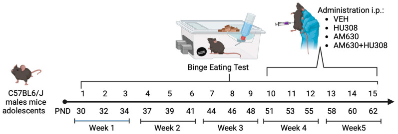 Experimental overview. Experimental timeline: Starting on PND 30, mice were evaluated in 15 Binge Eating Tests distributed across five experimental weeks. VEH, HU308, AM630, and AM630+HU308 groups had access to PF for 1 h for three days per week in the intermittent access protocol. Figure created with BioRender.com ®.