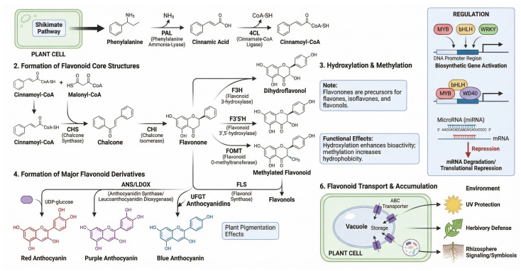 Schematic representation of the flavonoid biosynthesis pathway in medicinal plants. The diagram shows the conversion of phenylpropanoid precursors into major flavonoid classes, including flavones, flavonols, anthocyanins, and related derivatives. Key enzymatic steps, regulatory factors, and transport/accumulation processes are indicated to highlight how flavonoid biosynthesis is controlled and linked to therapeutic bioactivity. Elements in the figure are represented schematically for conceptual illustration only and are not intended to depict complete molecular structures, enzyme kinetics, stoichiometric relationships, regulatory networks, or all intermediate biochemical reactions involved in flavonoid biosynthesis. PAL, phenylalanine ammonia-lyase; 4CL, 4-coumarate:CoA ligase; CHS, chalcone synthase; CHI, chalcone isomerase; F3H, flavonoid 3-hydroxylase; F3′5′H, flavonoid 3′,5′-hydroxylase; FOMT, flavonoid O-methyltransferase; FLS, flavonol synthase; ANS/LDOX, anthocyanidin synthase/leucoanthocyanidin dioxygenase; ABC, ATP-binding cassette.