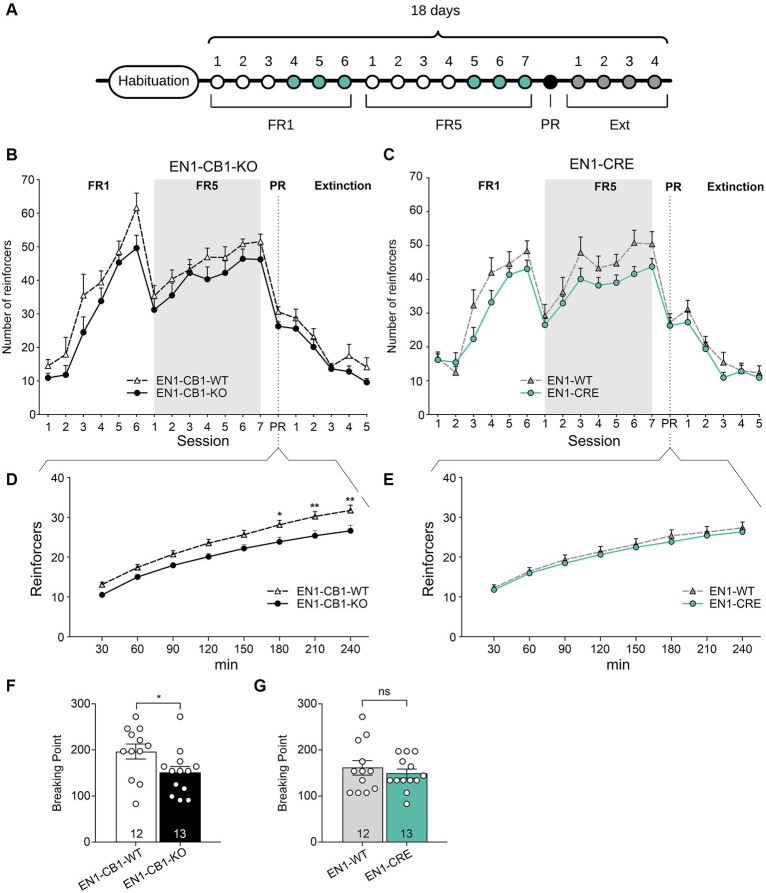 EN1-CB1-KO mice displayed a decreased chocolate-flavored pellet self-administration in the progressive ratio test. (A) Timeline showing the number of days of the different phases during operant conditioning and extinction. After habituation of 12 days, mice (38–44 weeks old) were trained daily in 1 h sessions for 6 days under FR1 and 7 days under FR5, followed by the 4 h PR session and extinction phase for 4 days. During the last three consecutive days of FR1 and FR5 (green), mice maintained a stable response with less than 20% deviation from the mean of the total number of reinforcers, which was the criterion for entering the next phase. (B,C) Overview graph of the mean number of reinforcers obtained in operant learning (1 h/day), the PR (4 h), and extinction sessions (1 h/day) by EN1-CB1-KO (B) and EN1-CRE (C) mice compared to their littermate controls. Mice were trained daily under an FR1 and FR5 schedule. After the 4 h PR session, the extinction phase was conducted. After extinction, mice were no longer reinforced after touch responses for chocolate-flavored pellets as they achieved the same number of reinforcers compared to the start of operant training. Mice did not show different levels of acquisition in operant conditioning learning and extinction of food self-administration. (D,E) EN1-CB1-KO mutants showed fewer reinforcers than controls (D), whereas EN1-CRE did not differ from littermate controls (E). Thus, the BP values of EN1-CB1-KO mice were also decreased compared to EN1-CB1-WT controls (F), whereas EN1-CRE mice and EN1-WT control littermates displayed similar BP values (G). Error bars represent ± SEM. *p < 0.05; **p < 0.01, EN1-CB1-KO: n = 13 in FR1-4 and PR; n = 8 during extinction; EN1-CB1-WT: n = 12 in FR1-4 and PR; n = 7–8 during extinction; EN1-CRE: n = 13 in FR1-4 and PR; n = 8 during extinction; EN1-WT: n = 12 in FR1-4 and PR; n = 7 during extinction. PR, progressive ratio; FR, fixed ratio; BP, breaking point.