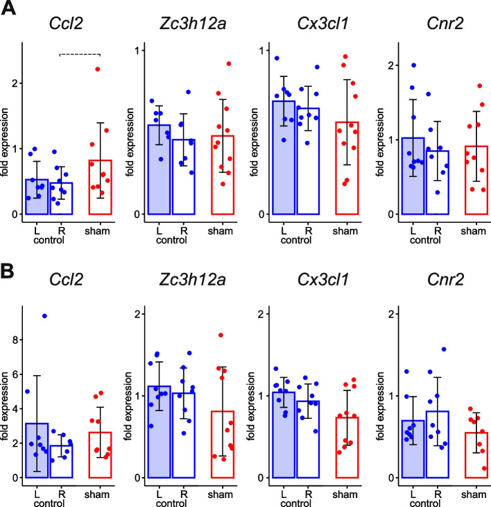 Effect of cannula implantation on parenchymal expression of genes associated with inflammation. Comparison of mRNA levels of Ccl2, Zc3h12a, Cx3cl1 and Cnr2 in the parenchyma of the frontal (A) and retrosplenial (B) cortices of the right sham-treated (R) cortex in CSD group with levels in the right (R) and left (L) cortical parenchyma of intact rats of control group at 3-h time point. In sham-treated cortex, guide cannula was implanted in the somatosensory cortex of the right hemisphere. Dashed lines mark tendencies to significant difference (0.05 < p < 0.1, see the text)