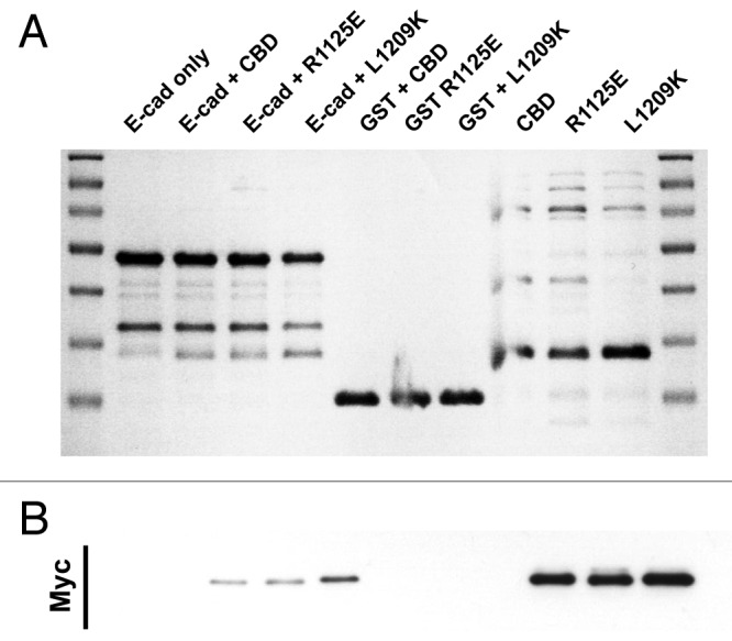 Figure 4. E-cadherin has binding requirements distinct from Dab2. Coomassie stained gel (A) and the corresponding Myc-immunoblot (B) of a representative in vitro binding experiment. The first two lanes show the E-cadherin tail construct coupled to GSH beads, without (lane 1) and with added myc tagged Myo VI CBD (lane 2). In lane 3 and 4 two point mutations of myosin VI (R1125E and L1209K) that inhibit the binding to Dab2 were tested in their ability to bind E-cad. Lanes 5–7 are negative GST controls and lane 8–10 show the three Myo VI CBD constructs loaded alone to indicate their expected molecular mass.