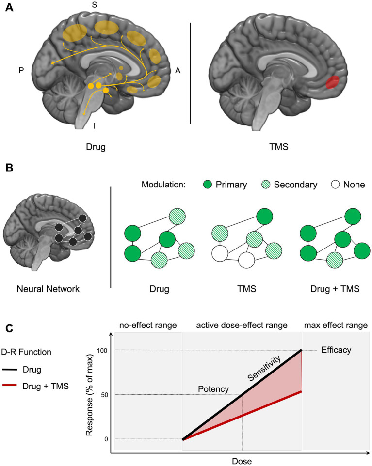 Framework for integrating noninvasive brain stimulation with behavioral pharmacology. (A) A drug yields its initial effect on molecular targets according to the wide spanning topography of its neurotransmitter system (left). Drugs of abuse are known to modulate function in dopaminergic neurons originating in the brainstem and projecting to striatal and neocortical brain regions. Whereas dopaminergic modulation in the ventral striatum has been largely linked to the reinforcing effects of abused drugs, modulation of the prefrontal cortex has been linked to deficits in executive functioning ability, including compromised learning, memory, and attention. TMS yields its initial effect on more molar targets with diverse molecular physiology (right). For example, stimulation of the medial prefrontal cortex (mPFC) can modulate the firing rates of primary neurons and interneurons containing a diverse array of excitatory and inhibitory neurotransmitters. Importantly, interactions in the effects of drugs and TMS can exist based on their ability to both modulate neurophysiology. (B) Across a neural network, function in specialized and interacting regions (nodes, hubs, modules) underlies the complex experiences and behaviors associated with problematic drug use (left). The combined administration of a psychotropic drug and noninvasive brain stimulation can interact within a region and/or across a neural network to have an impact on addiction-related outcomes (right). In a simple example, if decreased mPFC function is observed in response to a drug and associated with compromised learning ability, then pairing that drug with an excitatory stimulation protocol targeting the mPFC may recover learning ability. It is possible for interactions in modulation to occur in primary and secondary regions across a network. Studying such interactions holds promise for better understanding the cognitive mechanisms and associated brain function thought to underlie drug-related behavior. (C) In behavioral pharmacology, a drug dose–response (D-R) function characterizes the relationship between a drug’s dose and its biological impact on a behavioral response (black line). Potency, efficacy, and slope are the primary characteristics of the function. Potency describes the amount of a drug that must be taken to achieve a specific level of response, such as 50% of the maximum effect. Potency is measured by the lower concentration or dose necessary to produce a given response. Efficacy refers to a drug’s greatest effect. A drug that is more effective than another produces greater changes in a response. Sensitivity to changes in drug dose is reflected in the slope. A more sensitive system is represented by a steeper slope, whereas a less sensitive system is represented by a flatter slope. D-R functions can also be used to assess the safety of interventions, as well as to compare the efficacy of various interventions. The impact of TMS on a drug D-R function (red line) can reveal interactions in intervention modalities on cognitive outcomes and reveal knowledge about the involvement and plasticity of potential neural mechanisms targeted by TMS. In the current example, TMS delivered to a neural target decreases the sensitivity, potency, and efficacy of the drug effect on a behavioral response. P, posterior; A, anterior; S, superior; I, inferior.
