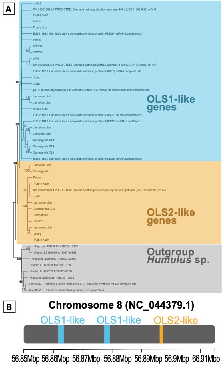 Olivetolic Acid Synthase.A) OLS gene tree obtained from seven genome assemblies using Maximum Likelihood approach genome assemblies. OLS was missing from two of the original nine assemblies. Numbers in the branches indicate the percent of 500 bootstraps supporting the topology B) Location of the two OLS1 gene copies and the unique OLS2 gene copy in the cs10 assembly.