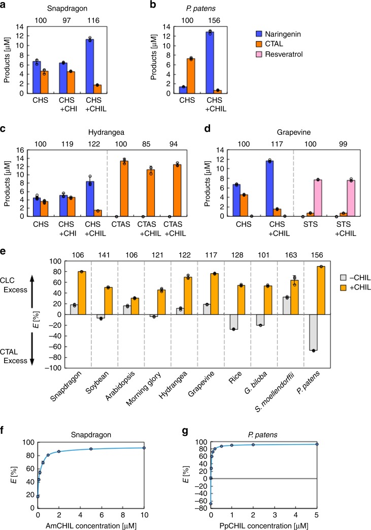 Effects of CHIL and related proteins on the product specificities of CHS, CTAS, and STS.a Concentrations of products (blue bars, naringenin; orange bars, CTAL) formed after reactions catalyzed by 0.1 µM AmCHS in the presence and absence of 1 µM AmCHIL or AmCHI. b Concentrations of products (blue bars, naringenin; orange bars, CTAL) formed after reactions catalyzed by 0.1 µM PpCHS in the presence and absence of 1 µM PpCHIL. c Left, Concentrations of products formed after reactions catalyzed by 0.1 µM HmCHS in the presence and absence of 1 µM HmCHIL or HmCHI. Right, Concentrations of products formed after reactions catalyzed by 0.1 µM HmCTAS in the presence and absence of 1 µM HmCHIL or HmCHI. Blue bars, naringenin; orange bars, CTAL. d Left, Concentrations of products formed after reactions catalyzed by 0.1 µM VvCHS in the presence and absence of 1 µM VvCHIL. Right, Concentrations of products formed after reactions catalyzed by VvSTS in the presence and absence of VvCHIL. Blue bars, naringenin; orange bars, CTAL; and pink bars, resvertrol. e E values of reactions catalyzed by CHS (0.1 μM) in the presence (light-orange bars) and absence (gray bars) of homologous CHIL (1 μM) in various land plants. For (a–e), the numbers above panels indicate the relative percentages of the total amount of polyketide products, with the amount obtained in the absence of added CHIL or CHI set at 100%. f Effects of AmCHIL concentrations on the E values of the reaction catalyzed by 0.1 μM AmCHS. g Effects of PpCHIL concentrations on the E values of the reaction catalyzed by 0.1 μM PpCHS. For (a–g), enzymatic reactions were completed essentially under standard assay conditions (see Methods). Data are presented as the average of three independent determinations (±standard deviation). The underlying data for (a–g) are provided in the Source Data file.