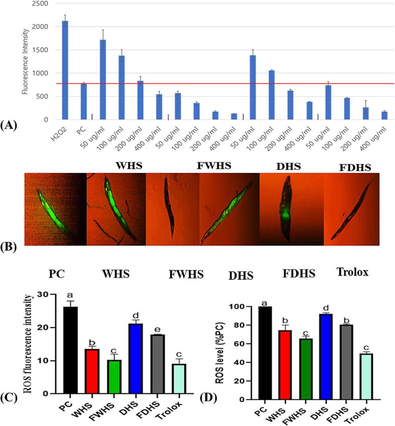 The antioxidant capacity of hempseed extracts as evaluated in HepG2 cells and C. elegans. (A) ROS levels in HepG2 cells, (B) fluorescent images depicting ROS accumulation in C. elegans, (C) fluorescence intensity of H2D-CFDA-stained C. elegans, and (D) ROS levels quantified in C. elegans. WHS (whole hempseed), FWHS (fermented whole hempseed), DHS (dehulled hempseed), and FDHS (fermented dehulled hempseed).