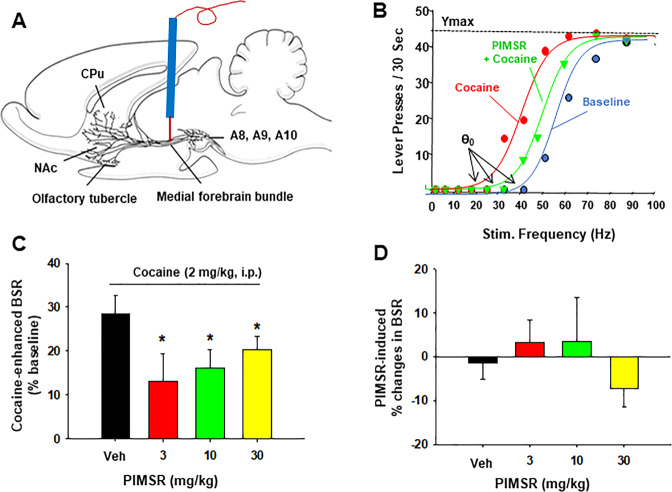 The effects of PIMSR on electrical ICSS in rats.A A schematic diagram showing the experimental methods. B Representative stimulation-response curves, illustrating the stimulation threshold (θ0), Ymax, and the effects of cocaine and/or PIMSR on the stimulation-response curve. Cocaine (2 mg/kg, i.p.) shifted the stimulation-response curve to the left and decreased the stimulation threshold (θ0 value), which was ameliorated by PIMSR. C Cocaine-induced reduction in the θ0 value (% baseline) in the absence or presence of PIMSR, indicating that cocaine alone produced an enhancement in ICSS (as less stimulation current was required to initiate ICSS in the presence of cocaine). This effect was attenuated by pretreatment with PIMSR. D PIMSR alone (n = 12) did not alter the θ0 value, suggesting that it is not rewarding or aversive by itself. *p < 0.05, compared to vehicle.