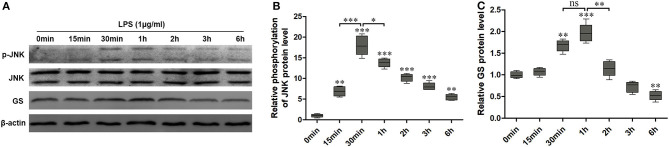 Exposure to lipopolysaccharide (LPS) induced changes in the expression of glutamine synthetase (GS) and activation of c-Jun N-terminal kinase (JNK). Astrocytes were treated with 1 μg/ml LPS for different times, and protein levels of GS (A,B) and phospo-JNK (p-JNK) (A,C) were analyzed using Western blotting. Error bars were ± SEM. n = 3. *p < 0.05, **p < 0.01, and ***p < 0.001 vs. control. ns, not significant.