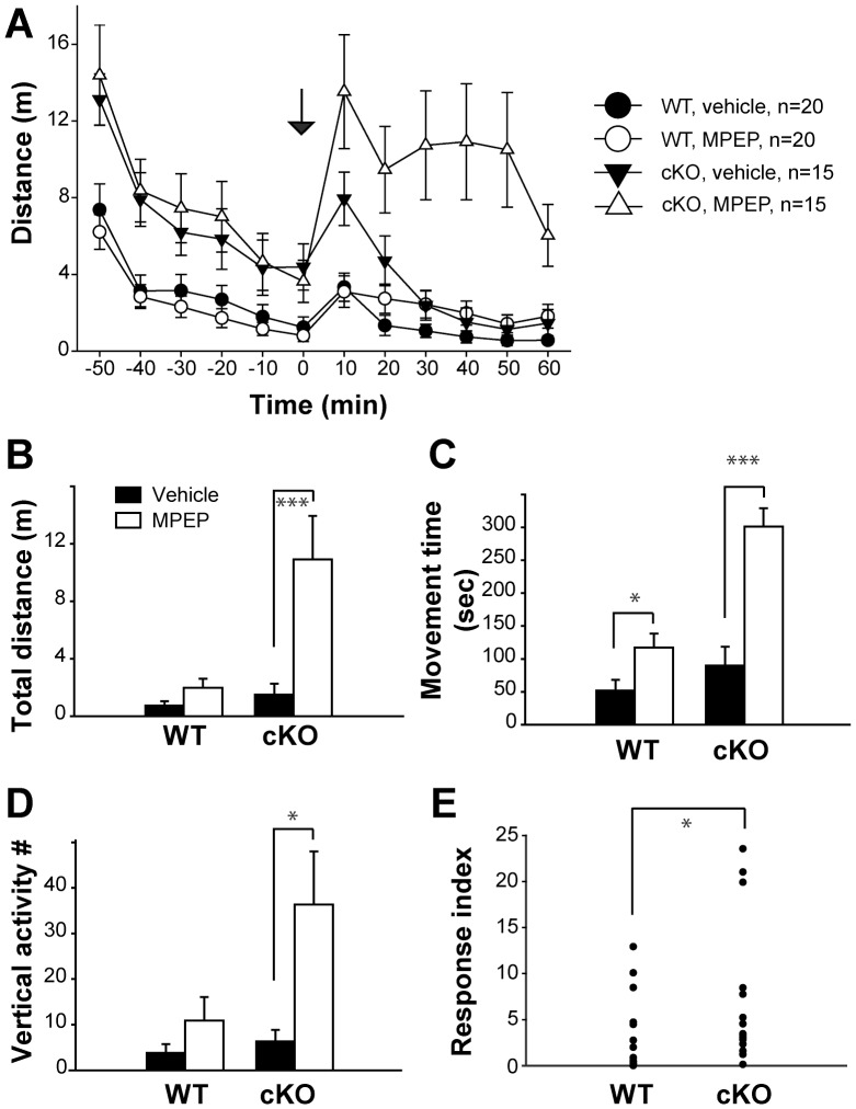 Enhanced activity levels in the open field assay for Cx-mGlu5 mice after MPEP administration.(A) Total distance traveled is presented in 10-minute time bins before and after vehicle or MPEP injection, ‘0′ represents injection time (arrow). (B) Total distance traveled (WT: vehicle = 0.74±0.31 m, MPEP = 1.98±0.63 m; KO: vehicle = 1.51±0.74 m, MPEP = 10.92±3.03 m), (C) movement time (WT: vehicle = 51.65±16.33 s, MPEP = 117.16±21.29 s; KO: vehicle = 89.58±28.76 s, MPEP = 301.53±27.97 s), and (D) vertical activity (WT: vehicle = 3.85±1.87, MPEP = 10.90±5.17; KO: vehicle = 6.33±2.56, MPEP = 36.33±11.69), are summarized as a 10-minute time bin, 31–40 minute after injection. (E) Summaries of response index for fold changes in distance travelled induced by MPEP (WT = 2.27±0.41, KO = 3.37±0.31). Data are presented as mean ± SEM.