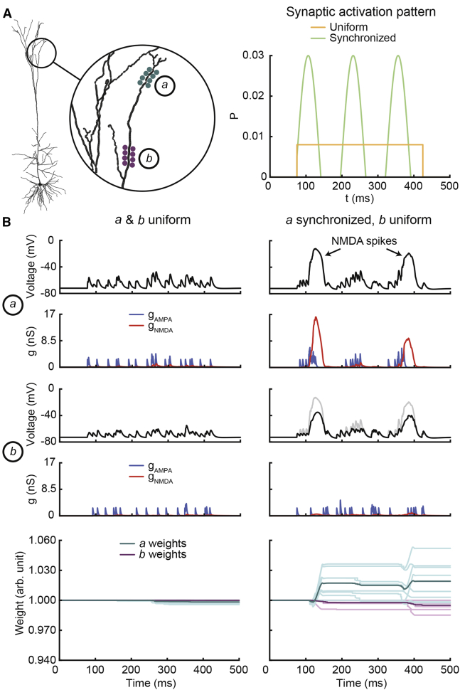 Local Heterosynaptic Effects and NMDA Spikes(A) Morphology of the cell model with zoomed-in view of synaptic cluster locations (left; blue and purple) and probability functions of synaptic events (right), either uniform (orange) or synchronized (green). Probability is given as the chance of a single synapse to activate per step of 1 ms.(B) Simulation results of uniform activity within both clusters (left column) and when cluster a was switched to synchronized activity (right column). Traces show local voltage (black, with voltage trace of cluster a shown in gray for reference in the panel of cluster b in right column), as well as AMPA (blue), and NMDA (red) conductance values summed over all synapses in clusters and weight values of all synapses (light blue and purple lines; dark lines represent averages). Color code as according to (A).