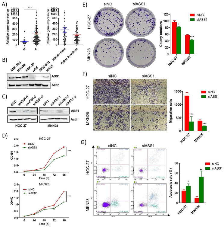 ASS1 was up-regulated in gastric cancer, and knockdown of ASS1 inhibit progression of gastric cancer. (A) TCGA data analysis showed that ASS1 was significantly up-regulated in gastric cancer tissues, and also showed an upward trend in middle-third gastric cancer compared to the tumors located in other locations. C, gastric cancer tissues; N, normal tissues. (B) Expression level of ASS1 in various gastric cancer cells. (C) Western blot successfully confirmed the knockdown of ASS1 in gastric cancer cell lines HGC-27 and MKN28. (D) CCK8 assay showed that knockdown of ASS1 significantly suppressed the proliferation of gastric cancer cells. (E) Colony formation assay showed that knockdown of ASS1 significantly inhibit the clone forming ability of both gastric cancer cells. (F) Transwell assay showed that knockdown of ASS1 significantly inhibit the migratory ability of gastric cancer cells. (G) Knockdown of ASS1 significantly promoted the apoptosis of gastric cancer cells. All the data were shown as mean ± SD. *p < 0.05, **p < 0.01, ***p < 0.001