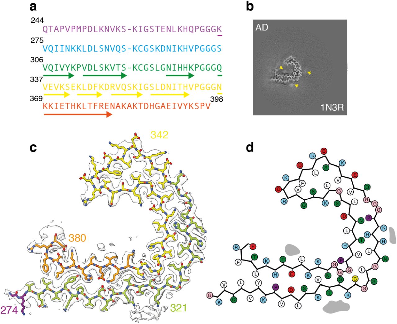 Tau structure in SH-SY5Y cells seeded with filaments from Alzheimer’s disease.a. Amino acid sequence of tau residues 244-398 coloured by repeat: R1 is purple; R2 is blue; R3 is green; R4 is yellow; the C-terminal domain is orange. b. XY-cross-section of the reconstructed density with a projected thickness of approximately 1 β-rung (4.75 Å). Extra densities are indicated with yellow arrows. c. Reconstructed density (in transparent white) and atomic model (with the same colours as in panel a). d. Schematic of the residues in the structure. Positively charged residues are shown in blue; negatively charged residues in red; polar residues in green; apolar residues in white; cysteines in yellow; glycines in pink and prolines in purple.