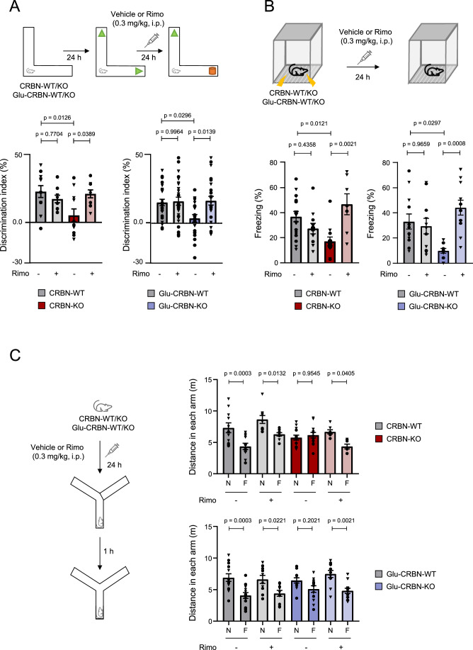 Selective pharmacological antagonism of CB1R rescues CRBN deficiency-associated memory impairment in mice.(A) Experimental scheme and discrimination index values (in %) in the novel object recognition test. CRBN-WT+Veh (n = 11), CRBN-WT+Rimo (n = 9), CRBN-KO+Veh (n = 11), CRBN-KO+Rimo (n = 9), Glu-CRBN-WT+Veh (n = 26), Glu-CRBN-WT+Rimo (n = 28), Glu-CRBN-KO+Veh (n = 21), Glu-CRBN-KO+Rimo (n = 25) mice (mean ± SEM). Circles, male mice; triangles, female mice. p values were obtained by two-way ANOVA with Tukey’s post hoc test. (B) Experimental scheme and time (in %) spent freezing in the testing session of the fear conditioning protocol. CRBN-WT+Veh (n = 17), CRBN-WT+Rimo (n = 11), CRBN-KO+Veh (n = 12), CRBN-KO+Rimo (n = 7), Glu-CRBN-WT+Veh (n = 12), Glu-CRBN-WT+Rimo (n = 11), Glu-CRBN-KO+Veh (n = 9), Glu-CRBN-KO+Rimo (n = 11) mice (mean ± SEM). Circles, male mice; triangles, female mice. p values were obtained by two-way ANOVA with Tukey’s post hoc test. (C) Experimental scheme and ambulation (total distance travelled, in m) in the novel (N) or familiar (F) arm in the Y-maze memory test. CRBN-WT+Veh (n = 11), CRBN-WT+Rimo (n = 9), CRBN-KO+Veh (n = 13), CRBN-KO+Rimo (n = 7), Glu-CRBN-WT+Veh (n = 13), Glu-CRBN-WT+Rimo (n = 10), Glu-CRBN-KO+Veh (n = 12), Glu-CRBN-KO+Rimo (n = 11) mice (mean ± SEM). Circles, male mice; triangles, female mice. p values were obtained by two-way ANOVA with Sidak’s post hoc test. Source data are available online for this figure.
