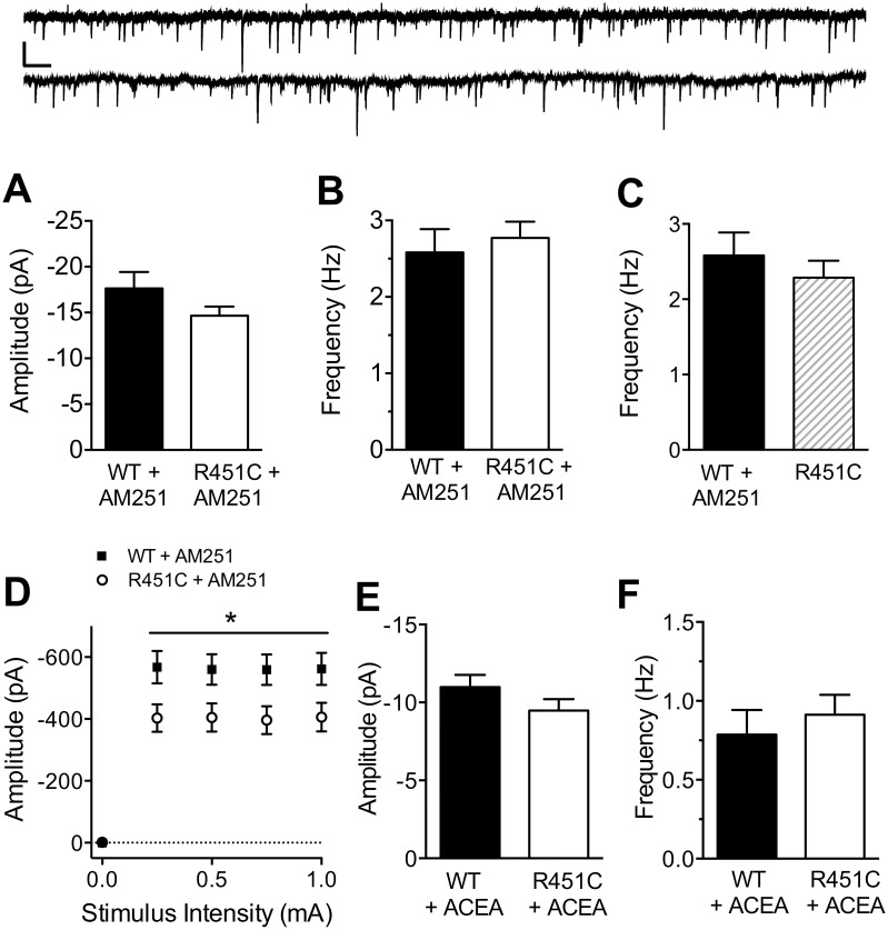 Tonic endocannabinoid signaling is decreased at cortical inhibitory synapses in Nlgn3R451C mice.Mean amplitude (A) and frequency (B) of mIPSCs recorded in the presence of 1 μM TTX and 10 μM AM 251 from pyramidal neurons of WT (n = 23) and Nlgn3R451C (n = 23) mice. Inset: 15 s raw traces from WT (top) and Nlgn3R451C (bottom) pyramidal neurons. Scale bar = 25 pA, 0.5 s. C) The Nlgn3R451C-mediated increase in mIPSC frequency is occluded by bath application of AM 251 to neurons from WT mice (WT + AM 251 = 23, Nlgn3R451C = 32). D) Input/output curves recorded in the presence of 10 μM AM 251 using the same range of stimulus intensities as in Fig 1C (WT = 22, Nlgn3R451C = 23). Mean Amplitude (E) and frequency (F) of mIPSCs recorded in the presence of CB1 receptor agonist ACEA (10 μM; WT = 24, Nlgn3R451C = 25).* P < 0.05.