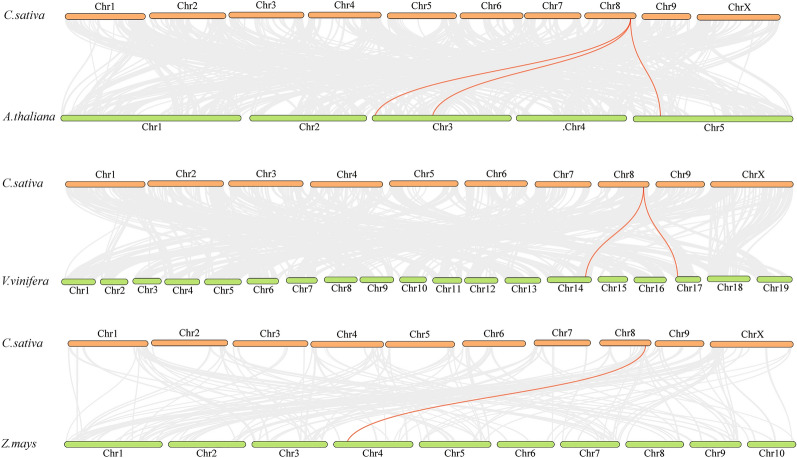 Synteny analysis of HATs between hemp and three representative plant species (Arabidopsis, grape, and maize). Grey lines in the background indicate the collinear blocks within hemp and other plant genomes, whereas the red lines highlight the syntenic HAT pairs