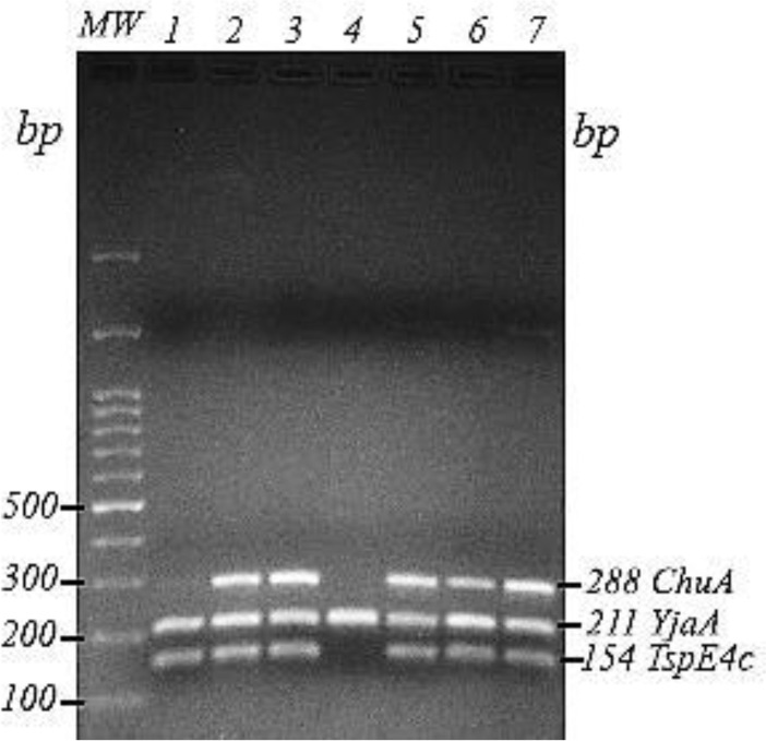 Phylogenetic analysis of pathogenic E. coli isolates
