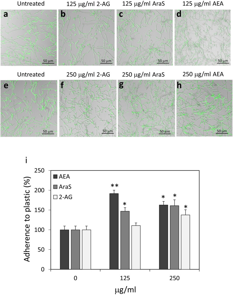 C. albicans treated with 2-AG, AraS or AEA retained binding capacity to polystyrene surface. (a–h) Confocal microscopy of control and treated C. albicans bound to polystyrene plastic surface. The fungi were pretreated with the indicated concentrations of 2-AG, AraS or AEA for 1 h prior to incubation in tissue culture plates for an additional 1 h. (i) Quantification of the relative adherence of untreated and treated C. albicans to plastic. 5–7 images were analyzed for each treatment. *p < 0.05, **p < 0.001.
