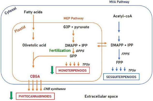 Phytocannabinoids and terpenoids biosynthesis pathways. Fertilization affects the MEP pathway in an enzymatic step upstream to GPP synthase. MEP, Methylerythritol phosphate; MVA, Mevalonate; G3P, Glyceraldehyde 3-phosphate; DMAPP, Dimethylallyl diphosphate; IPP, Isopentenyl diphosphate; GPP, Geranyl diphosphate; FPP, Farnesyl diphosphate; GPPs, GPP synthase; FPPS, FPP synthase; TPSs, Terpene synthases.