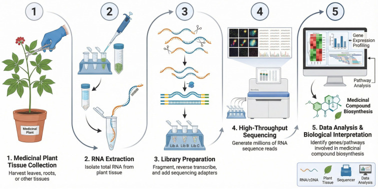 Schematic overview of the RNA-seq workflow in medicinal plant research, including tissue collection, RNA extraction, library preparation, high-throughput sequencing, and downstream data analysis for gene expression profiling and pathway identification related to medicinal compound biosynthesis. Elements in the figure are represented schematically for conceptual illustration only and are not intended to depict detailed molecular structures, reaction steps, stoichiometry, or complete biochemical mechanisms.