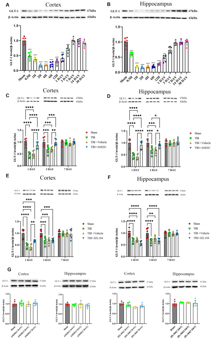 The decrease in GLT-1 expression after TBI was reversed by injecting AM281 to inhibit CB1 receptors, rather than by injecting JZL184 to inhibit the degradation of 2-AG. (A,B): Western blotting analysis of GLT-1 in the cortex (A) and hippocampus (B) of TBI mice at different time points post-TBI. (C–F): Western blotting analysis of GLT-1 in the cortex (C,E) and hippocampus (D,F) of TBI, Sham, TBI + AM281, and TBI + Vehicle group on days 1, 3, 7 post-TBI. (G): Western blotting analysis of GLT-1 in the cortex and hippocampus of Sham group on days 1, 3, 7 post-injection. n = 6 mice per group. All data were presented with the mean ± SEM. * p < 0.05, ** p < 0.01, *** p < 0.001, **** p < 0.0001.