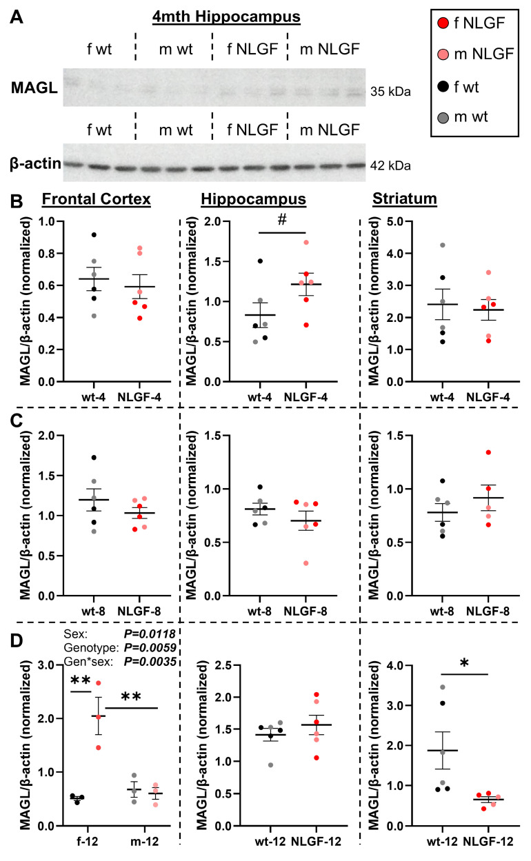 A) Representative blot of MAGL and β-actin. B) 4-month AppNL-G-F mice exhibit no differences in frontal cortical or striatal MAGL protein levels, with a trend to higher hippocampal MAGL levels. C) No genotype differences were detected at 8-months in any region. D) At 12- months, female AppNL-G-F mice exhibit increased MAGL protein levels. In the hippocampus, no changes were observed at 12-months. Striatal MAGL is reduced in 12-month AppNL-G-F mice. Normalized protein values are relative to exposure time and should not be compared between gels and graphs. Within each region, 4- and 12-month mice were on the same gels; see Figure S12 for age comparisons. Mean+/-SEM (n = 5-6/genotype/age). Abbreviations: gen: genotype; kDa: kilodalton; m/f: male, female; MAGL: monoacylglycerol lipase; NLGF: AppNL-G-F; wt: wild-type.