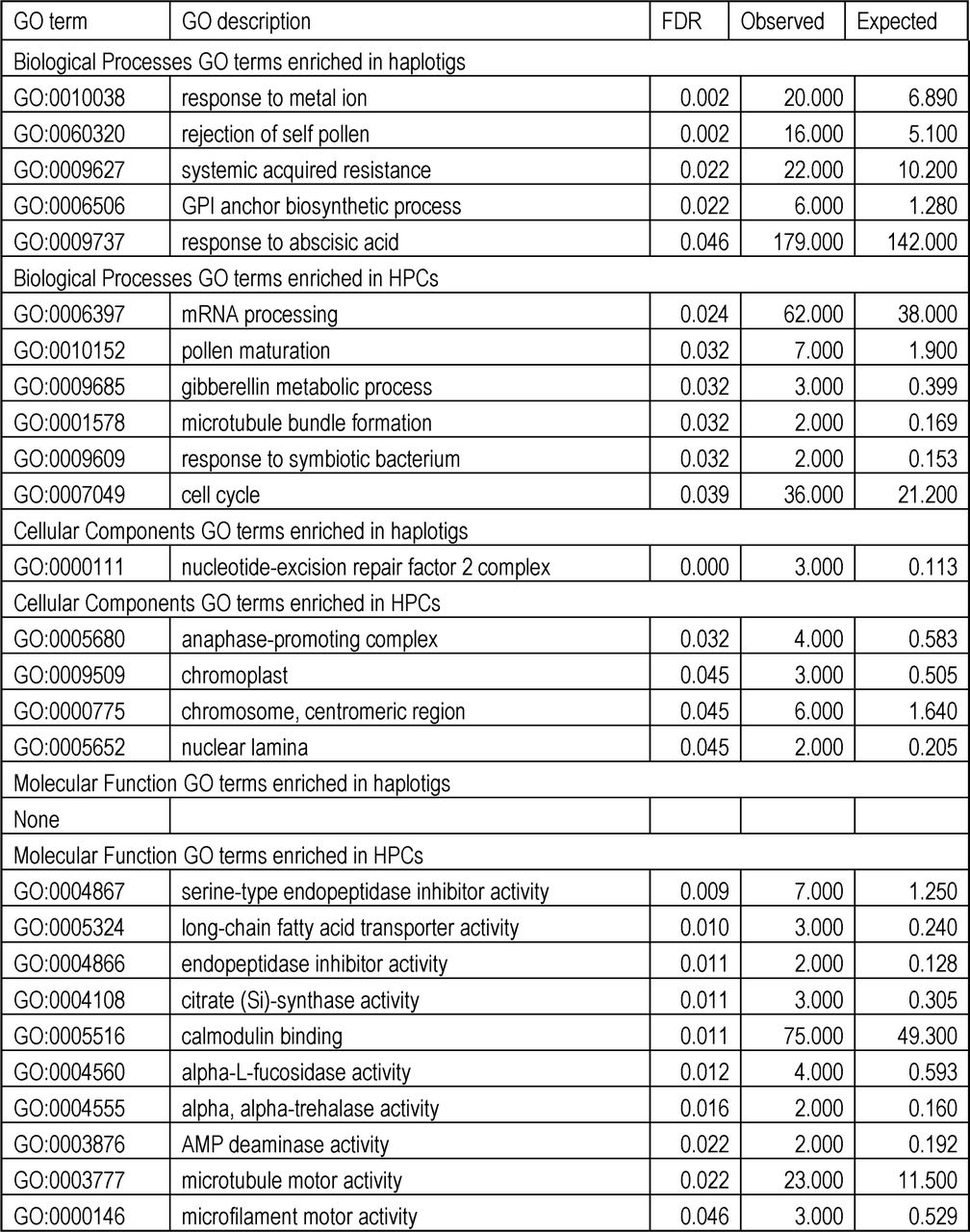 Enriched GO Terms in haplotigs and HPCs