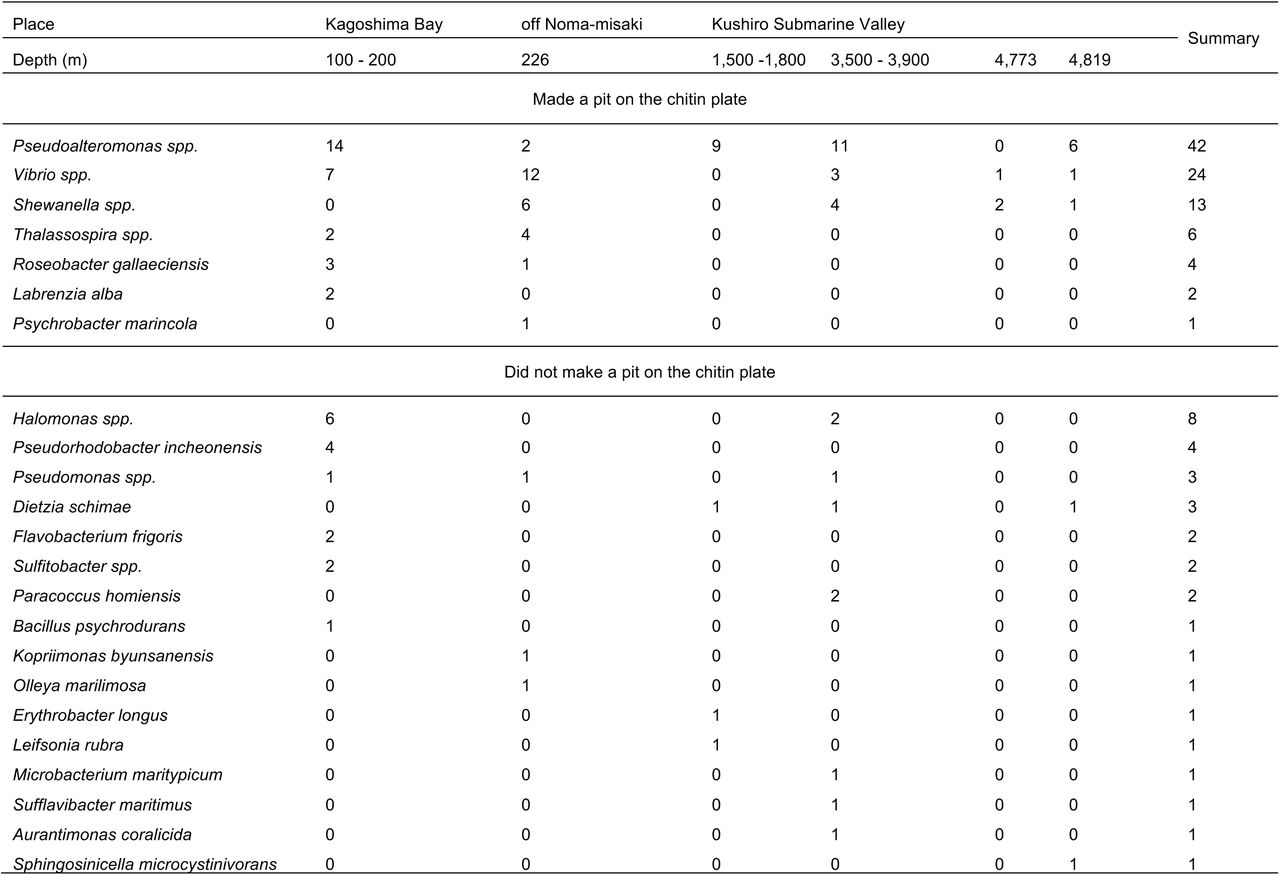Identified bacteria from sea on chitin plate