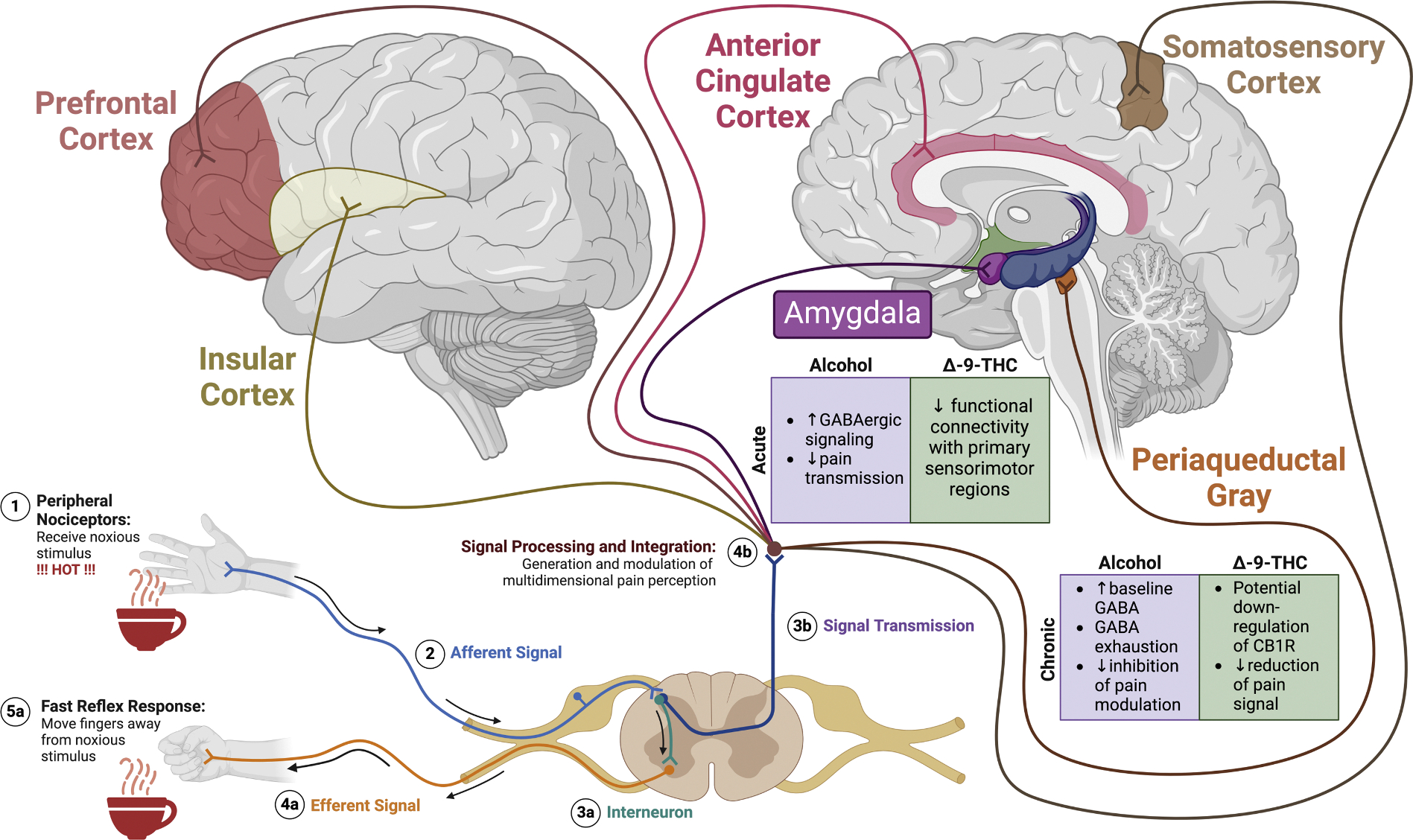 Noxious stimuli are transmitted to elicit both fast reflex responses as well as higher communication across various supraspinal brain regions that are responsible for processing the multidimensional perception of pain, including sensory, cognitive, and motivational aspects. Exposure of nociceptive circuitry to either alcohol or cannabis/THC produces neuroadaptations that likely influence important relationships among pain experiences and motivation for substance use. Created in BioRender.