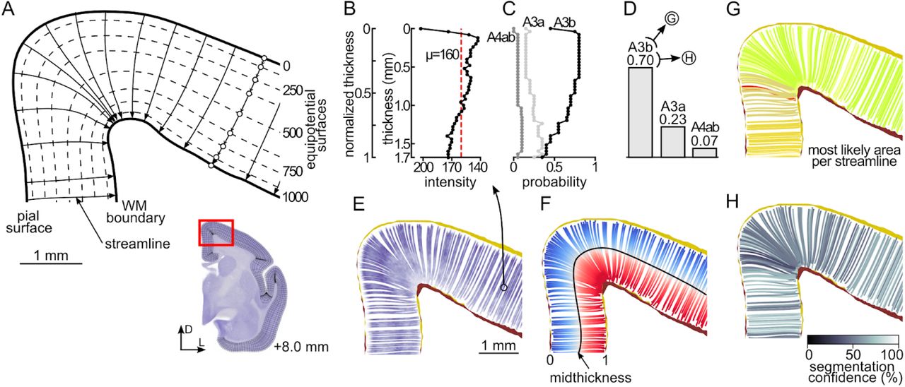 Overview of the streamline-based analyses.A: Schematic illustration of the 2-surface Laplacian-based method (Jones et al., 2000) using an example coronal cross-section located approximately 8.0 mm rostral from the interaural line. The drawing depicts the dorsomedial part of the section as indicated on the inset. The perimeter of the cortex is divided into the outer (the pial) and inner (the border between the gray and the white matter) surfaces and assigned with potential values (0 and +1000, respectively). The streamlines (see text for a detailed description of the process of computing the streamlines) start on the pial surface and traverse towards the white matter boundary intersecting the equipotential surfaces (dashed lines) at the right angle. B: Example laminar profile obtained by sampling the template at each point of the trajectory (white circles in panel A; for clarity only 9 out of 43 points are presented). The image intensity (values of the red channel of the template image) plotted against absolute and normalized thickness values. The average intensity and the thickness are then assigned to the streamline. C: Probabilities of encountering individual areas along the examined profile based on the voxel-wise probability maps (Fig. 2E). D: The probabilities are summed, normalized to one, and the streamline is labeled as belonging to the most likely area (G). Further, the highest total probability is expressed as percentages and referred as the segmentation confidence (H). E-H: Examples of various quantities examined in the profile-based analyses, for clarity, only approximately 5% of all profiles are shown: E: Image intensity, F: Normalized thickness; the points halfway across the profile (black line) are combined into the mid-thickness surface (see Fig. 2I). G: Most probable area per streamline; different colors denote various cortical areas according to the atlas (Fig. 1E). H: Segmentation confidence. For a list of areas and their abbreviations see Table S2.