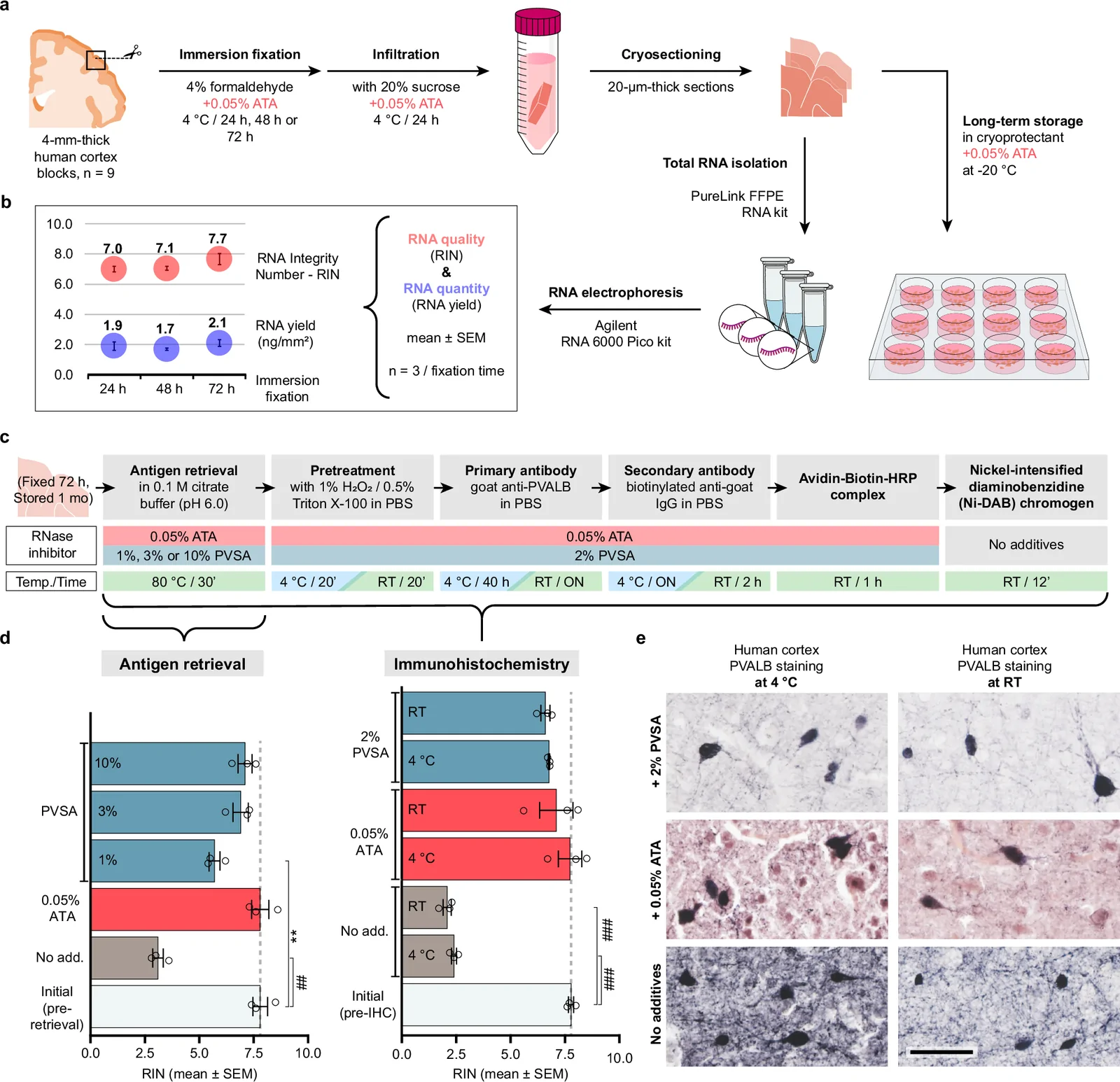 Development and validation of a versatile “IHC/LCM-Seq” method for transcriptome profiling of immunohistochemically labeled human neuronal cell types.a Schematic overview of histological procedures assessing the impact of fixation time (24, 48, or 72 h in 4% cold formaldehyde) on RNA integrity. b Neocortical tissue samples from a 53-year-old female (Sample #1, Supplementary Data 3) processed in the presence of the RNase inhibitor aluminon (ATA; 0.05%), show comparable RNA quality (RIN > 7.0) and yield across different fixation times (Agilent Bioanalyzer; Supplementary Data 1; n = 3/fixation time). c Experimental design for optimizing RNA preservation using ATA (0.05%) or polyvinyl sulfonic acid (PVSA; 1-10%) during immunohistochemical detection of cortical parvalbumin (PVALB) neurons. d Both ATA and PVSA provide significant protection against degradation during antigen retrieval at 80 °C, while RNA integrity is severely compromised in the absence of RNase inhibitors. ATA (0.05%) and PVSA (2%) also maintained RNA integrity during IHC performed at either room temperature (RT) or 4 °C (Supplementary Data 2; n = 3 experimental replicates). e Effects of ATA (0.05%) and PVSA (2%) on immunohistochemical signal quality and background. Both additives enable successful detection of PVALB neurons; however, ATA treatment results in increased nonspecific background staining. Scale bar: 50 µm. Statistical annotations: **P < 0.01, ##P < 0.00001, ###P < 0.000001 by one-way ANOVA followed by Tukey’s HSD. Exact P.adj. values are provided in Supplementary Data 2.