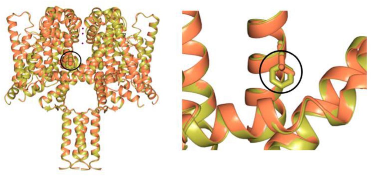 Comparisons of Wild Type NavMs (gold) and the NavMsL Mutant (coral) structures.These figures show the (left) close overall similarities of the structures, and (right) in the detailed region surrounding mutated residue F208L (which is circled in both panels) (see Fig. 4 sequence).