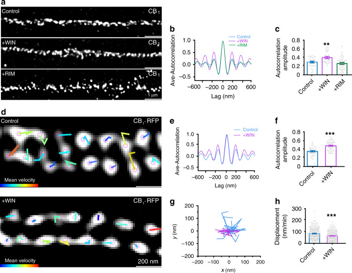 The dynamics of active CB1 hotspots.a Representative STED images of CB1 in primary hippocampal neurons for control, with WIN treatment (500 nM, 10 min) and RIM (1 µM, 10 min) treatment. N = 3 biological replicates. b Average autocorrelation analysis for the STED images of CB1 in different conditions. c The histogram of autocorrelation amplitude of CB1 (from left to right), 0.28 ± 0.02, 0.38 ± 0.02, 0.25 ± 0.02. p = 0.0003, **p < 0.01, one-way ANOVA. d Representative live image of transfected CB1-RFP in untreated neurons (top, “Control”), and neurons treated with WIN (bottom, “+WIN”) acquired by SIM. Individual CB1 hotspots are marked with purple balls, and locations of each individual time points are connected with lines. Line colors indicate trace indexes. N = 3 biological replicates. e Averaged autocorrelation analysis of CB1 distributions in live neurons. f The histogram of autocorrelation amplitude of CB1 without and with WIN treatment was shown. ***p < 0.0001, statistical analysis was performed by unpaired two-tailed Student’s t test. Actual autocorrelation amplitude (from left to right), 0.33 ± 0.02, 0.46 ± 0.01. g Traces the dynamics of CB1 hotspots without WIN treatment (magenta) and CB1 hotspots with WIN treatment (blue) over time. h The displacement of CB1 hotspots in different conditions. Control, 83.9 ± 2.5 nm/min. N = 291 spots. WIN, 64.6 ± 2.5 nm/min. N = 225 spots. ***p < 0.0001, statistical analysis was performed by unpaired two-tailed Student’s t test. Data in (c, f, h) are mean ± s.e.m. (N = 3 biological replicates; 70–120 axonal regions were examined per condition). Source data are provided as a Source Data file.