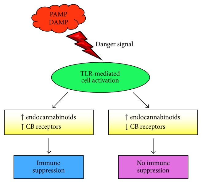 Interaction between TLR-mediated activation and endocannabinoid system. PAMPs and DAMPs provide dangers signals that activate innate immune cells via TLRs. Activated cells increase endocannabinoid levels that may suppress the inflammatory response. Cell activation may increase or decrease cannabinoid receptor expression. Increased receptor expression in the presence of endocannabinoids promotes immune suppression. Decreased receptor expression may render cells resistant to cannabinoid-mediated immune suppression, and the inflammatory response continues. PAMPs: pathogen-associated molecular patterns; DAMPs: damage-associated molecular patterns; TLR: Toll-like receptors; CB: cannabinoid.
