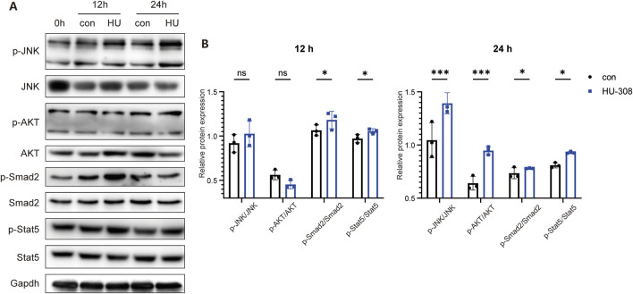 CB2 agonist HU-308 regulates the Th17/Treg differentiation through JAK/STAT5 and TGF-β/SMAD signaling. Naive CD4+ T cells were sorted and cultured under stimulation conditions using anti-CD3/CD28 antibodies and 20U IL2, with or without the addition of HU-308. Cells were harvested at 12h and 24h respectively. (A) p-JNK/JNK, p-AKT/AKT, p-Smad2/Smad2, p-Stat5/Stat5 and Gapdh changes were detected by Western blot. (B) The semi-quantitative analysis for Western blot. Data shown are representative of there independent experiments with similar results. Data are represented as the mean ± SD. *P < 0.05 and ***P < 0.001 by two way ANOVA. ns, not significant.