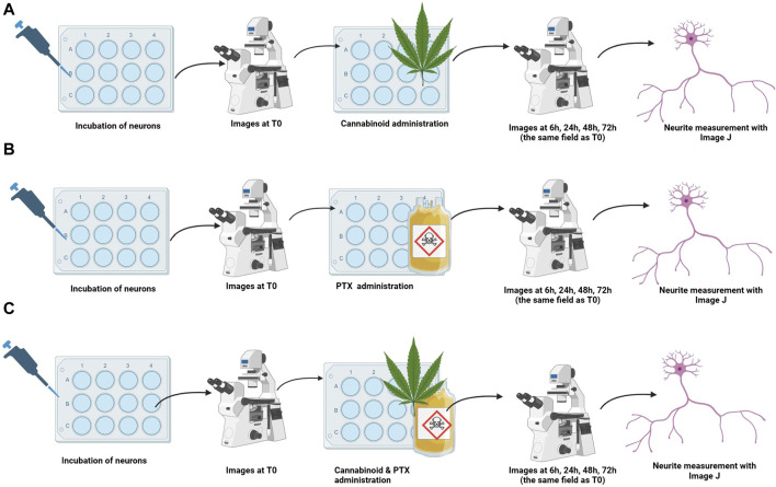 Treatment protocols for studying the efficacy of cannabinoids for neuroprotection. Neurons were incubated, and baseline images were taken. Treatments were administered (A) cannabinoid monotherapy, (B) PTX monotherapy, and (C) co-administration of the cannabinoids and PTX; neuron’s overall morphology and neurite length of the same microscopical field identified at T0 were assessed at 6 h, 24 h, 48 h, and 72 h after treatment administration.