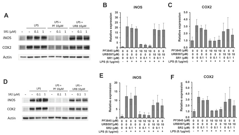 Effects of CB receptor antagonists on the FAAH inhibitor-mediated anti-inflammatory response. BV2 cells were treated with LPS, FAAH inhibitor (10 µM), and the CB1 antagonist, SR1 (1 µM), for 8 h. The cell lysate was used for western blotting with β-actin, iNOS, and COX-2 antibodies (A). The relative expression of iNOS (B) and COX-2 (C) is shown after normalizing with β-actin expression. BV2 cells were treated with LPS, FAAH inhibitor, and the CB2 antagonist, SR2 (1 µM), for 8 h, and western blotting was performed for iNOS and COX-2 together with β-actin (D). Relative expression levels are shown for iNOS in (E) and COX-2 in (F). The + and – symbols indicate the presence or absence, respectively, of LPS. Data are presented as means ± S.D. (n = 3).