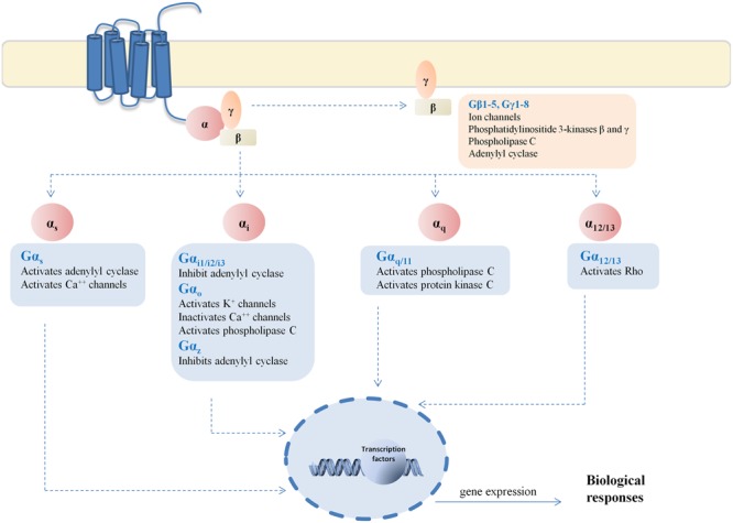 G protein signaling pathways. Representative scheme of the signaling pathways linked to each G protein evaluated in this study.