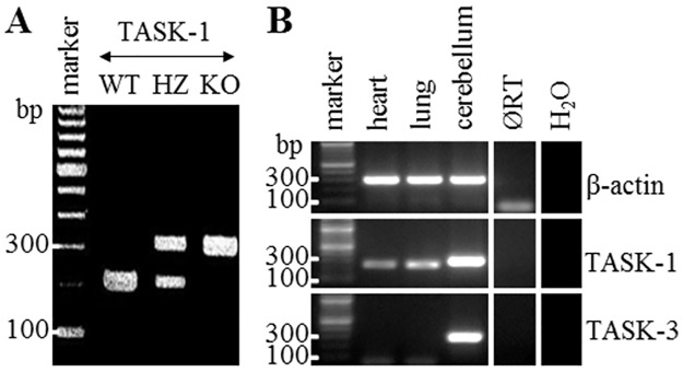 TASK-1 Knockout (KO) mice and expression of TASK-1 and TASK-3 mRNA in murine organs.(A) Genotype identification of TASK-1 wild-type (WT), heterozygous (HZ), and KO mice by PCR, agarose gel. (B) Expression of TASK-1 and TASK-3 mRNA in WT murine organs, RT-PCR, agarose gel. ØRT is lung sample processed without RT. β-Actin was used as internal control. Heart served as positive control. H2O is control without cDNA template.