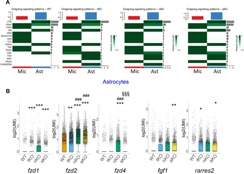 Enhanced cell–cell communications in cell type-specific MAGL KO mice. A Signaling interactions are strengthened in microglia and astrocytes by inactivation of MAGL. B Representative ligands or receptors that are altered in astrocytes from different genotypes. *P < 0.05, **P < 0.01, ***P < 0.001 compared with WT; ###P < 0.001 compared with tKO; §§§P < 0.001 compared with nKO