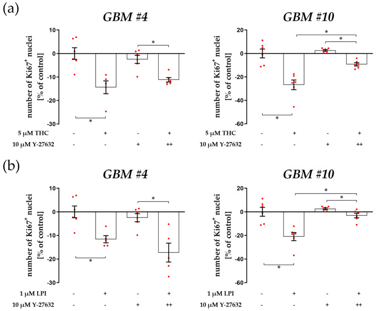 Impact of ROCK inhibitor Y-27632 on THC- and LPI-induced reduction of the number of Ki67+ nuclei. GBM #4 and GBM #10 were left untreated or exposed to THC (a) or LPI (b) for 24 h, resulting in a decreased number of Ki67+ nuclei. In GBM #4 THC- (a) and LPI (b)-mediated effects on the number of Ki67+ nuclei remained unaffected in the presence of Y-27632. In contrast, pretreatment with Y-27632 significantly attenuated the responses of GBM #10 to THC (a) and LPI (b). Altered numbers of Ki67+ nuclei by Y-27632 itself were not observed (a,b). Data are presented as means ± SEMs of N = 3 independent experiments performed in duplicate. Each red dot represents an individual data point. −/+ indicates without/with the corresponding substance. ++ denotes that cells were pre-incubated with Y-27632 before THC or LPI was added. Significance was set at p < 0.05. The asterisk denotes significant results regarding the respective measurement indicated by the bar.